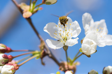 bee in blossoming