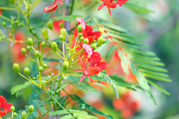 Caesalpinia pulcherrima flower