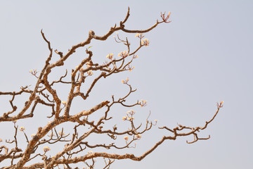 plumeria tree and sky