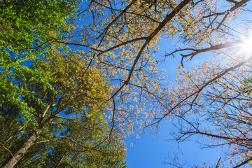 Wild Himalayan Cherry tree spring blossom