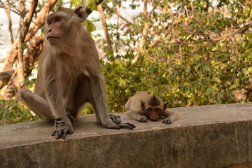 Monkey mother and Monkey ball