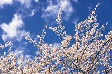 横浜山の手の桜