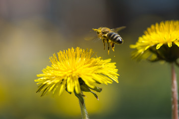 bee in flower