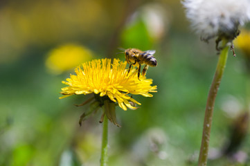 bee in flower
