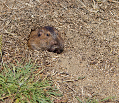 Botta's Pocket Gopher (Thomomys Bottae)