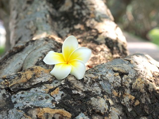 White plumeria on the trunk of plumeria tree