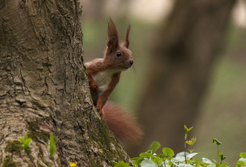 squirrel on tree in park