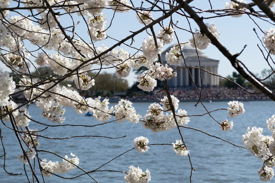 Cherry blossoms covering the Thomas Jefferson Memorial