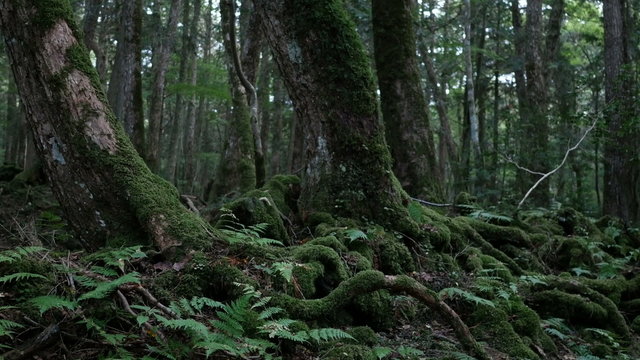 Forest growing over volcanic rocks in Mt.Fuji.
