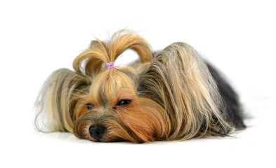 Naklejka premium yorkshire terrier isolated on white