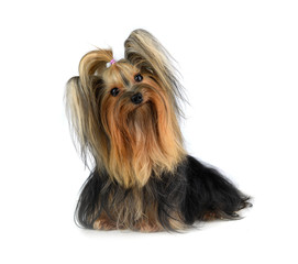 yorkshire terrier isolated on white
