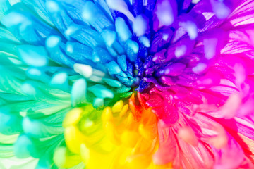 Colorful of rainbow Chrysanthemum flower