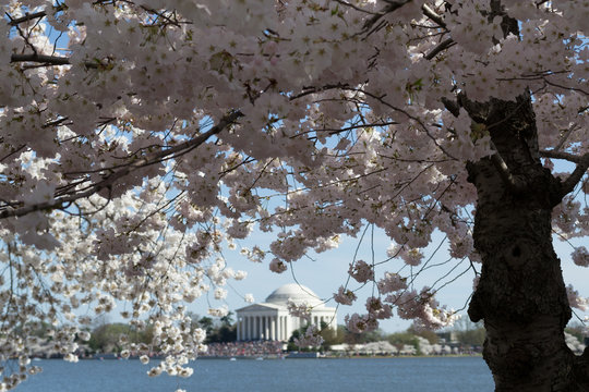 Flower arround Thomas Jefferson Memorial surrounded by flowers