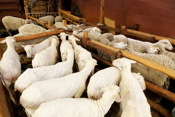 Sheep before and after shearing