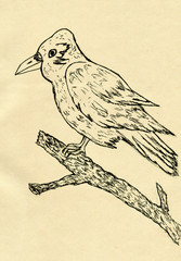 Fototapeta premium Crow Sketch