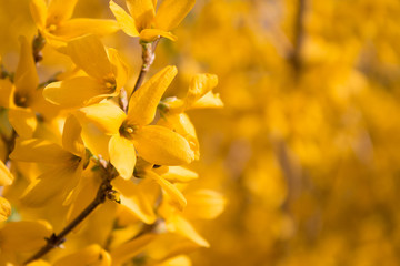 Forsythia open in the spring