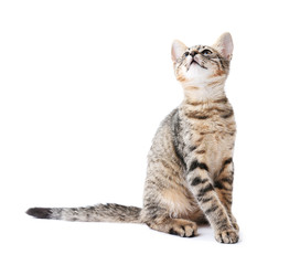 Cute kitten isolated on white