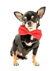 Cute chihuahua puppy in red bow tie isolated on white