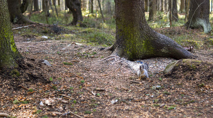 Nothern squirrel in pine forest