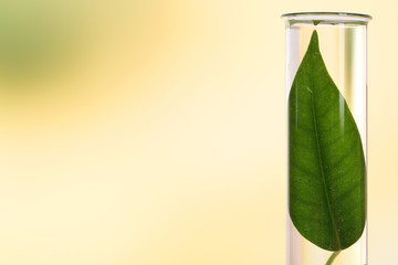Green leaf in test tube on light blurred background