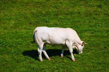 Vache Béarnaise.