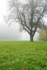 Tree on a green lawn in morning fog