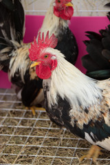 Rooster