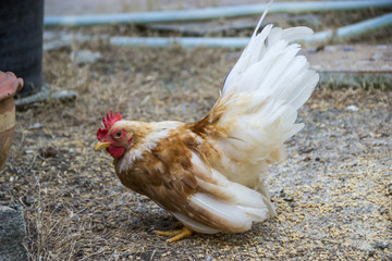 cock