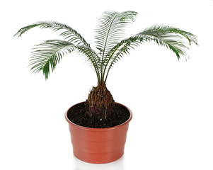 Green palm tree in pot isolated on white