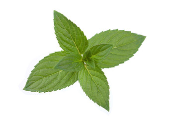 Peppermint leaf colseup on white