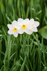 Three white narcissus with yellow middle