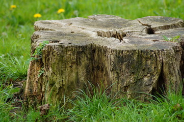 Baumstumpf