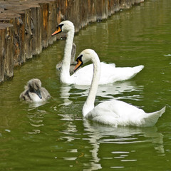 swans on the water closeup