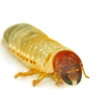 larvae on a white background