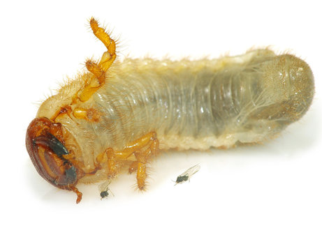 larvae on a white background