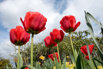 Fototapeta premium rote Tulpen vor wolkigem Himmel
