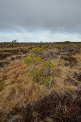 Stunted pine tree in bog, dramatic sky