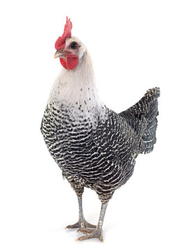 Braekel chicken