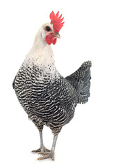 Braekel chicken