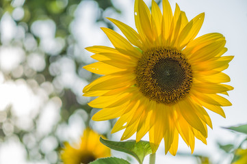 Bright sunflower