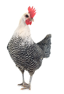 Braekel chicken