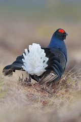 Black grouse showing tail feathers