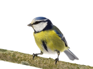 Perched blue tit looking to the left on white