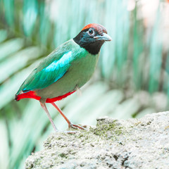 Hooded Pitta