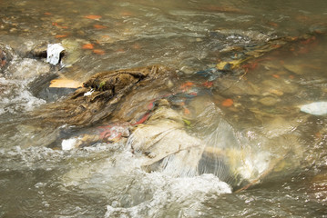 Polluted river