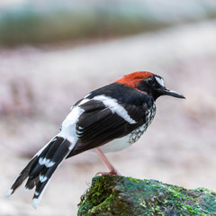male Chestnut-naped Forktail