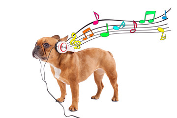 kleine musikalische Bulldogge