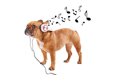 Bulldogge mit Musikkopfhöreren