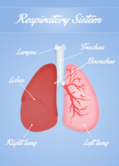 respiratory system
