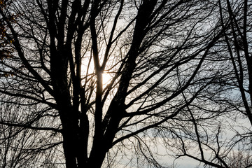 Baum in der Abendsonne